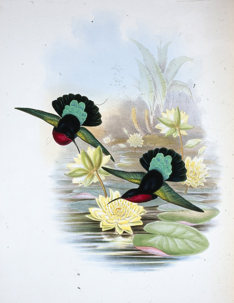 Purpurbrust-Karib von John (after) Gould