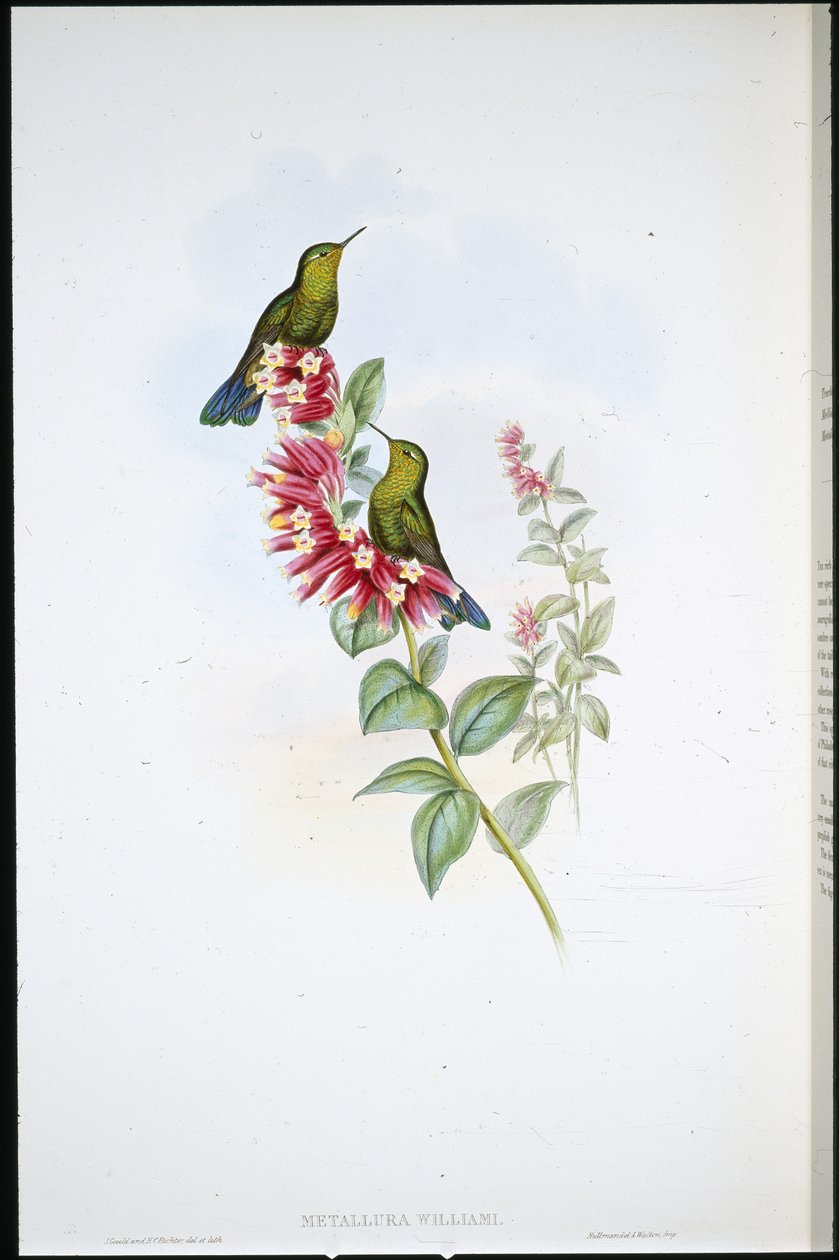 Purpurschwanz (Metallura Williami) von John (after) Gould