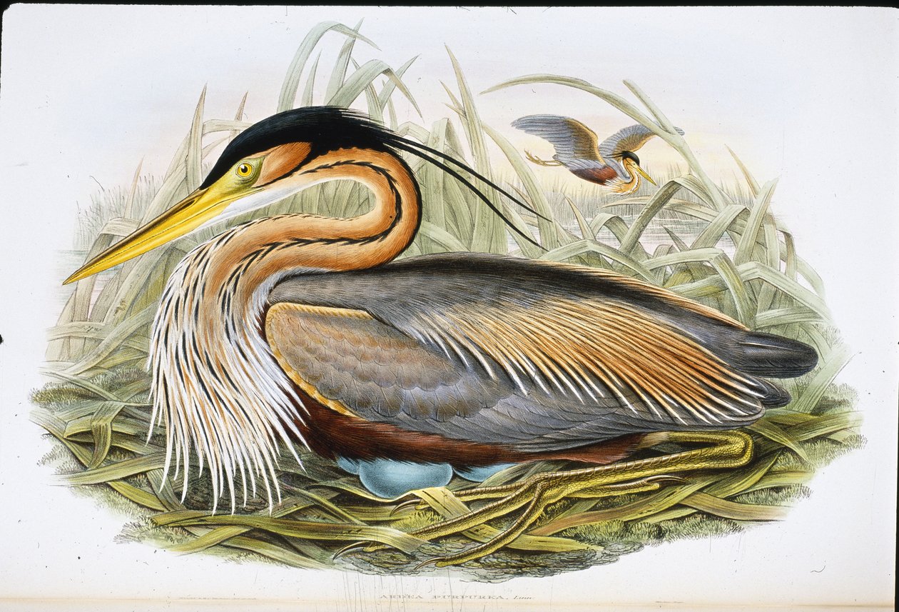 Purpurreiher von John (after) Gould