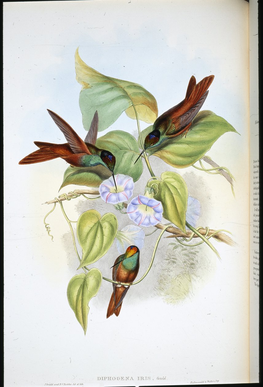 Regenbogen von John (after) Gould