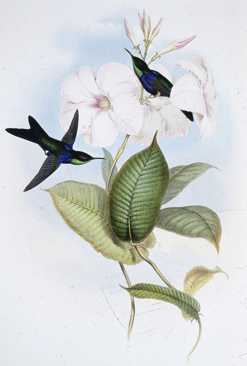 Glänzender Panoplites (Thalurania Refulgens) von John (after) Gould