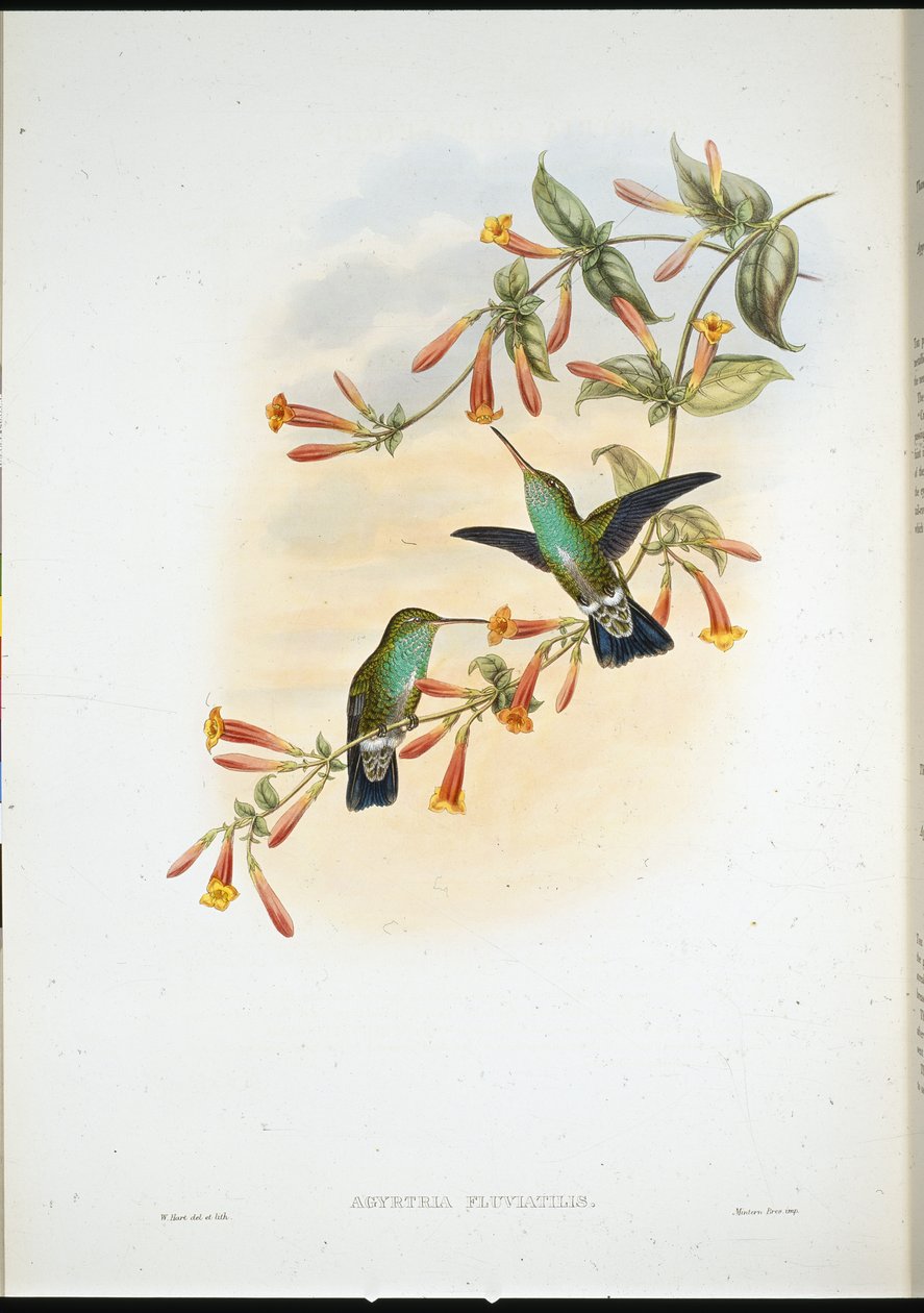 Fluss-Smaragd von John (after) Gould