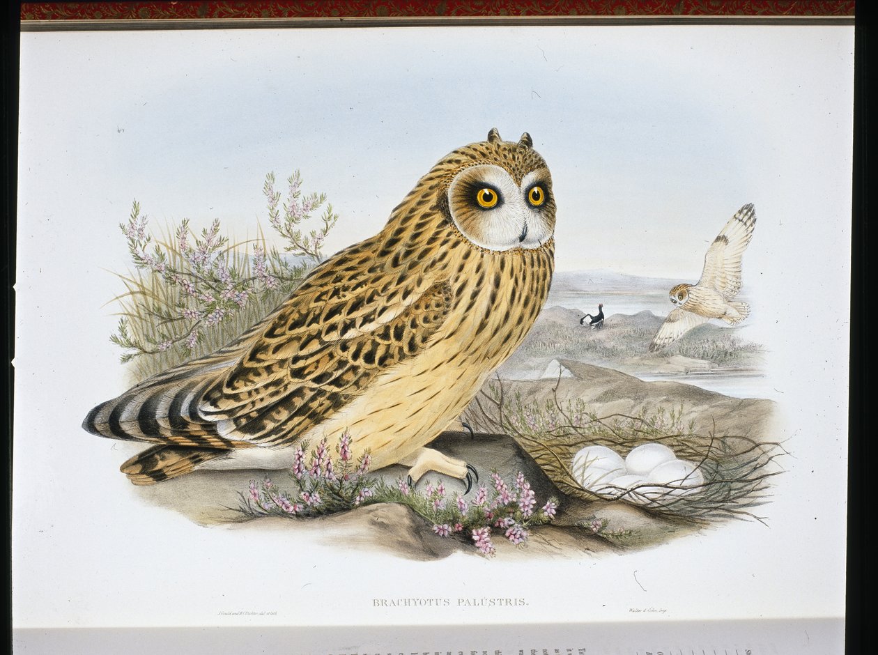 Sumpfohreule (Brachyotus Palustris) von John (after) Gould