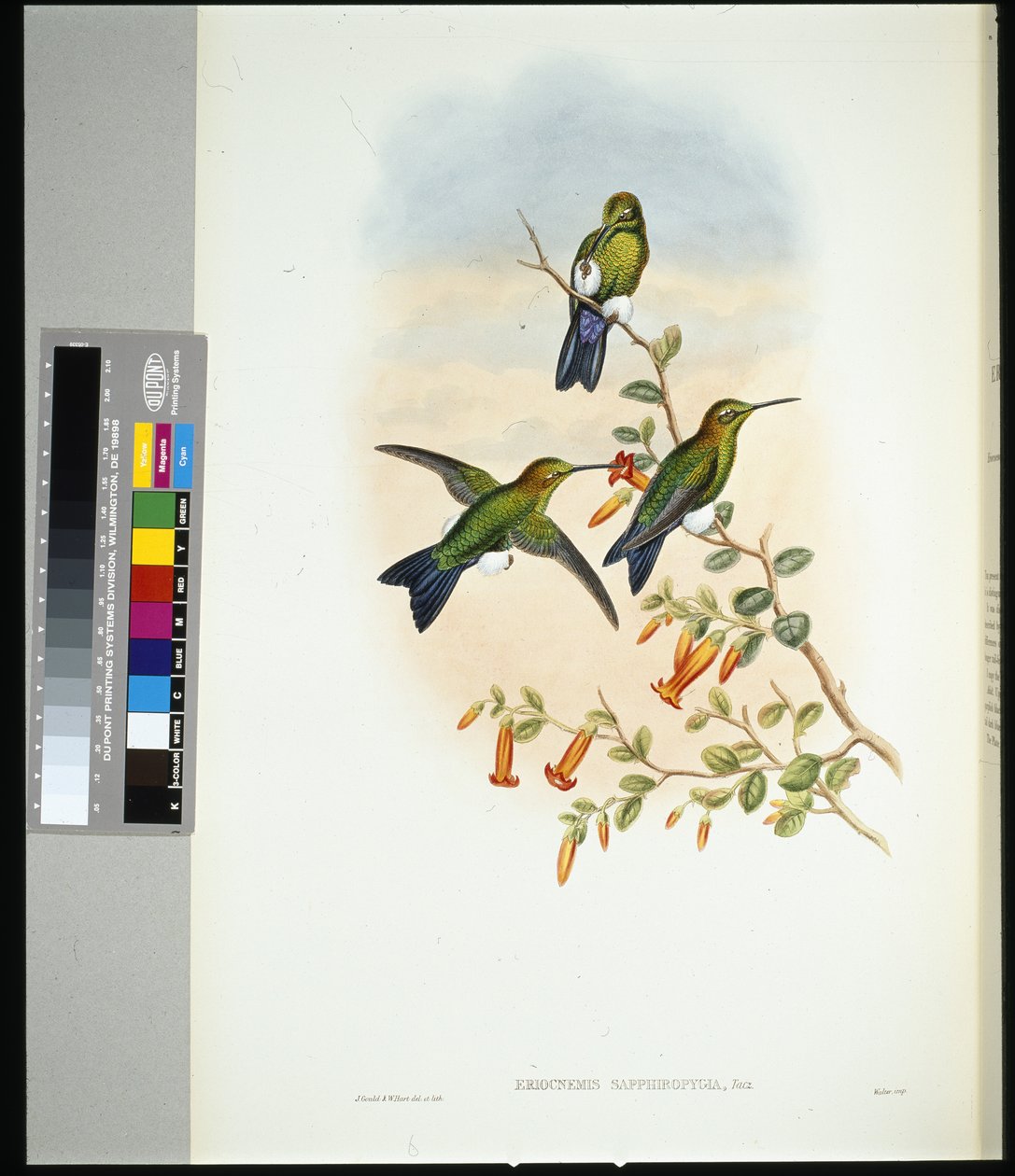 Saphirbauch-Puffbein (eriocnemis sapphiropygia) von John (after) Gould