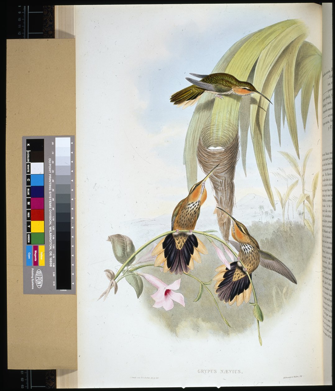 Sägeschnabel (handkolorierte Lithografie) von John (after) Gould