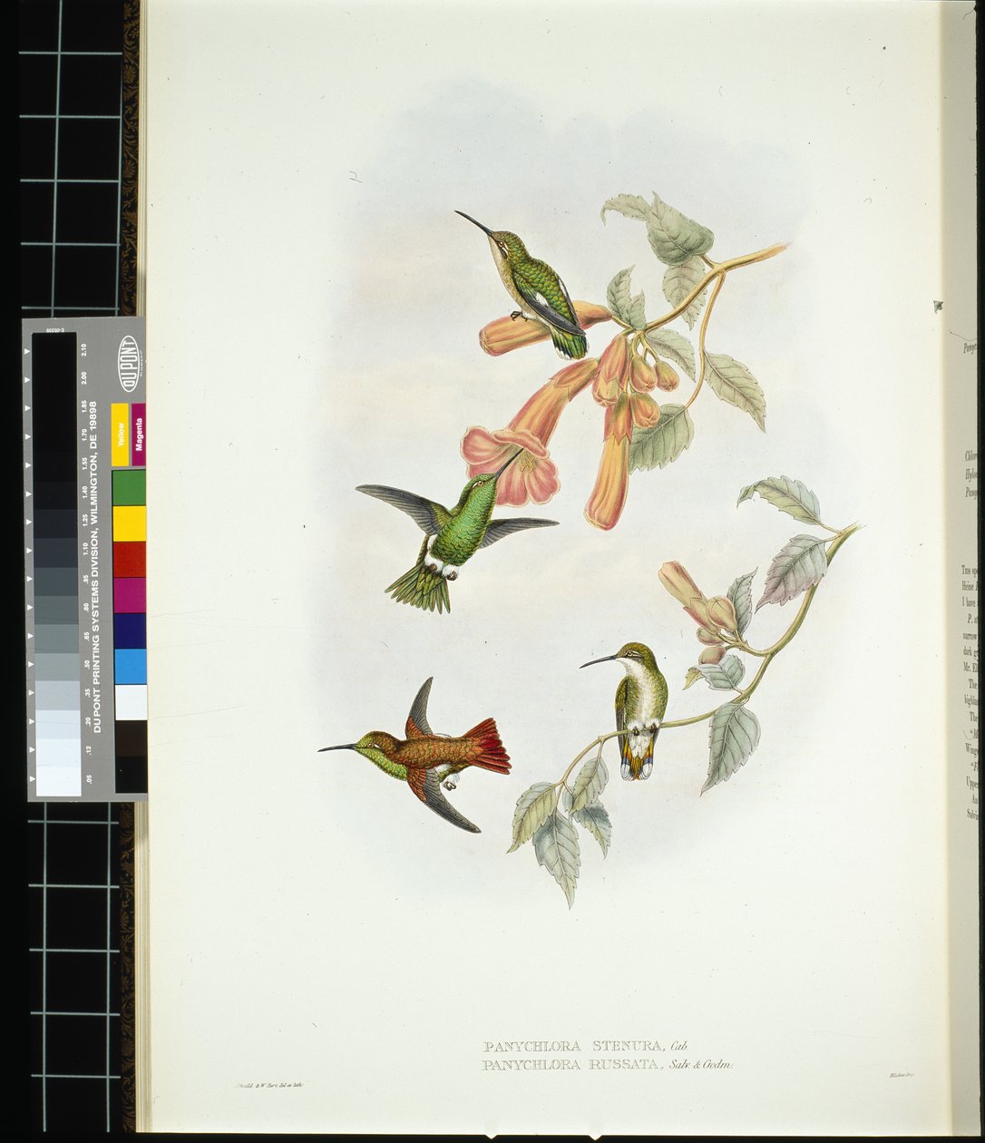 Glänzender Sonnenstrahl (aglaeactis cupreipennis) von John (after) Gould