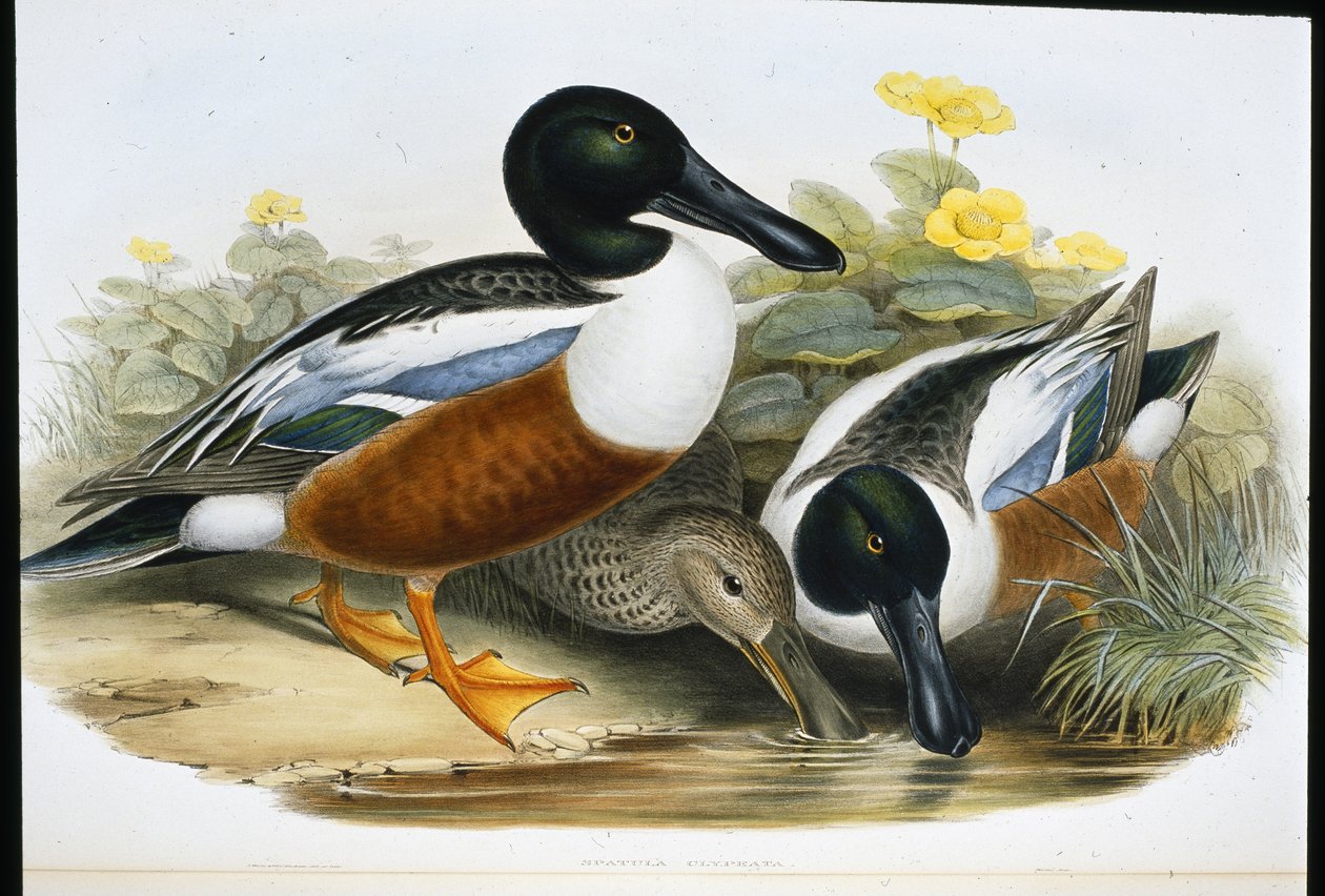 Löffelenten von John (after) Gould