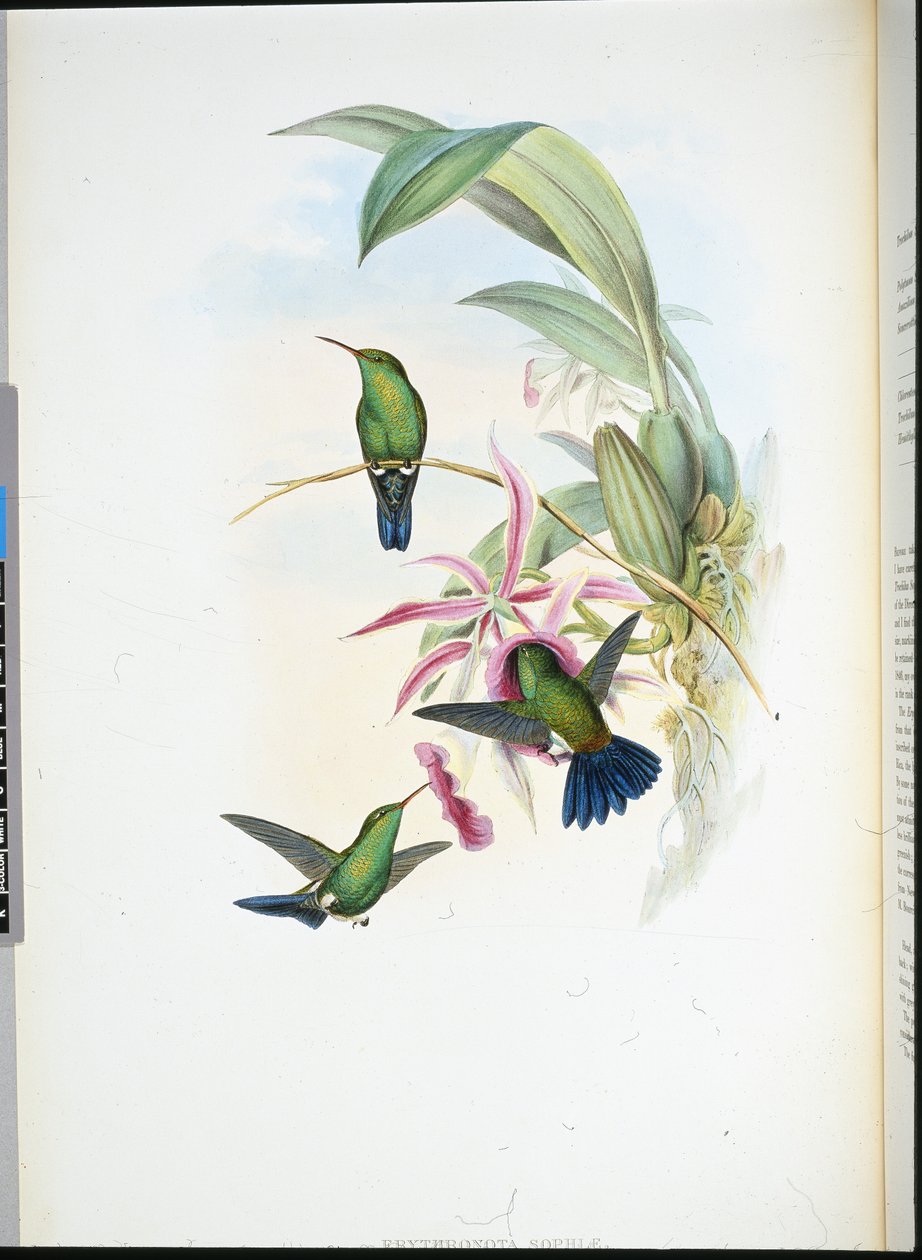 Sophias Erythronote von John (after) Gould