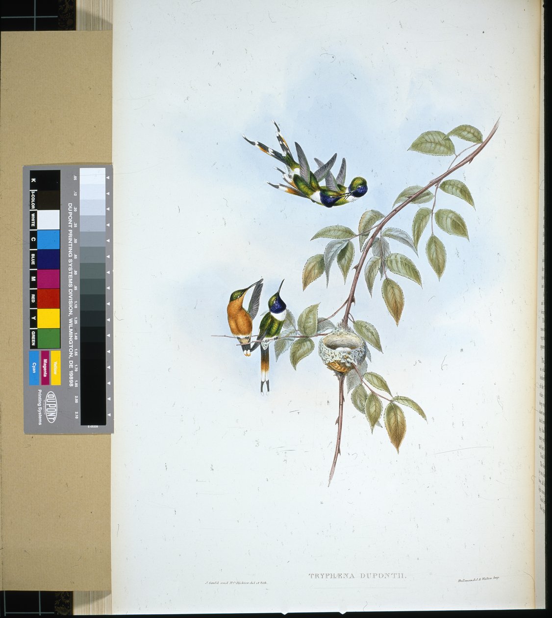Funkelschwanz (handkolorierte Lithografie) von John (after) Gould