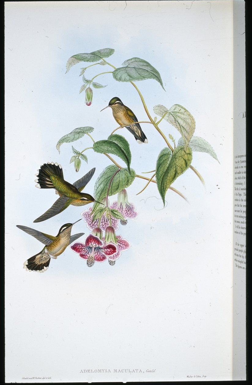 Gefleckter Adelomyia (Adelomyia Maculata) von John (after) Gould