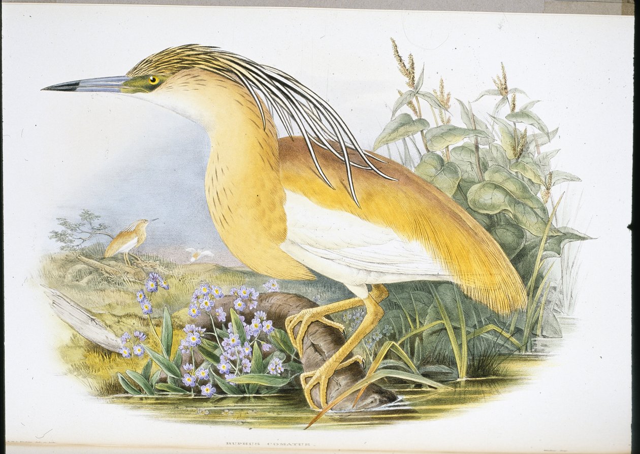 Rallenreiher (Buphus Comatus) von John (after) Gould
