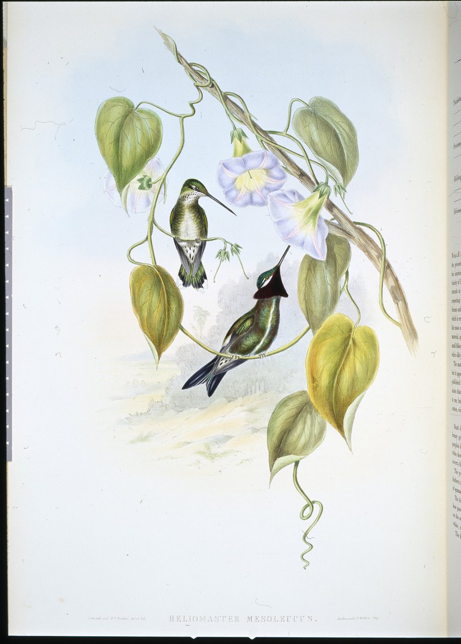Streifenbrust-Sternkehle von John (after) Gould