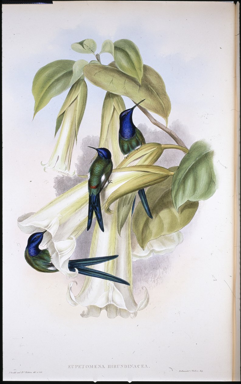 Schwalbenschwanz (Eupetomena Hirundinacea) von John (after) Gould