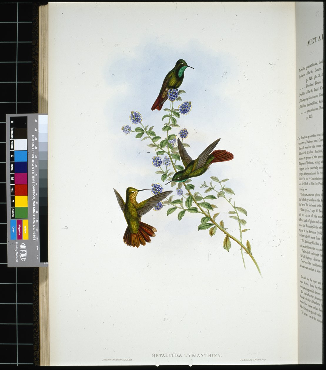 Tyrianschwanz (Metallura Tyrianthina) von John (after) Gould