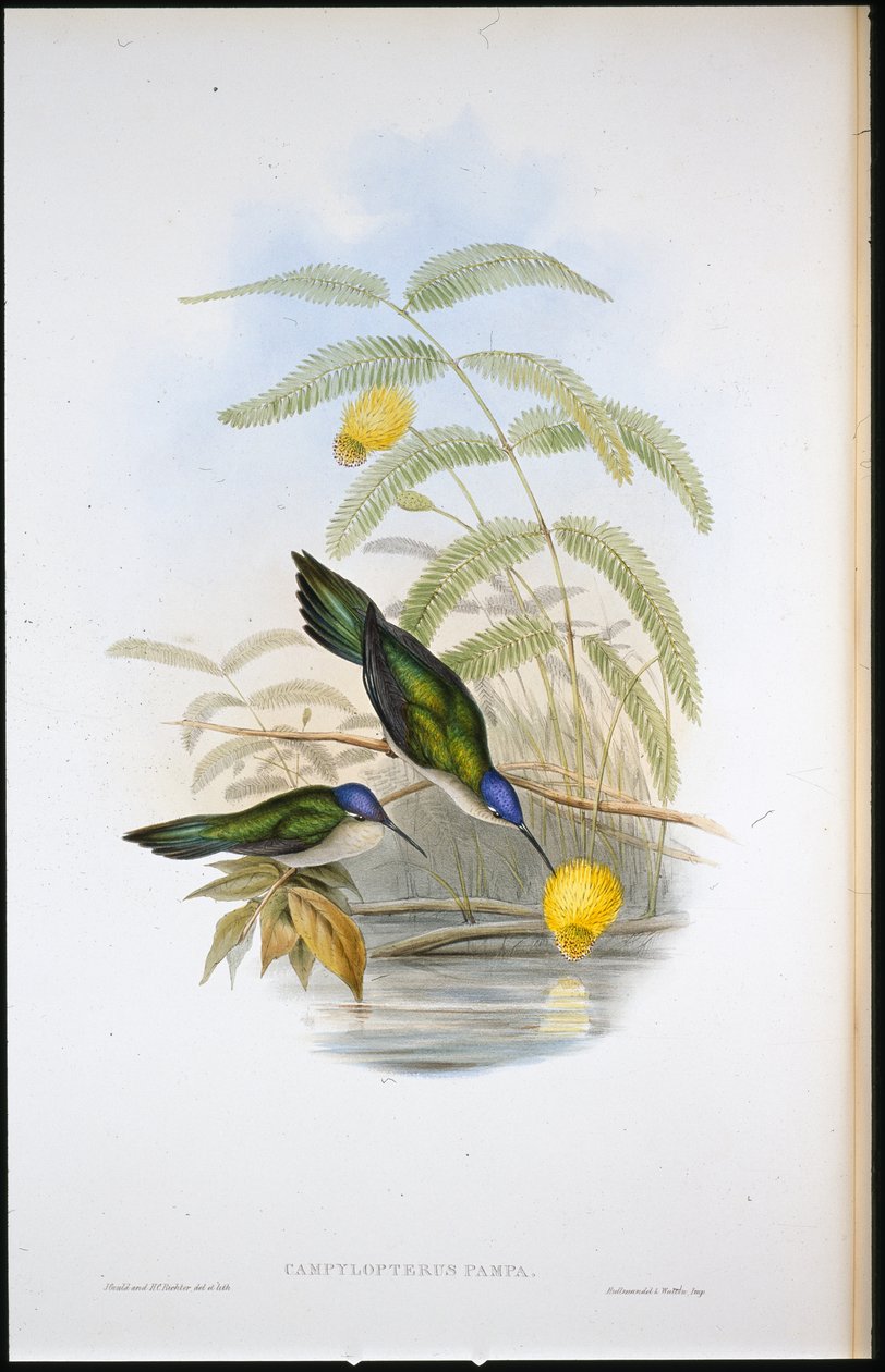 Keilschwanz-Säbelwing von John (after) Gould
