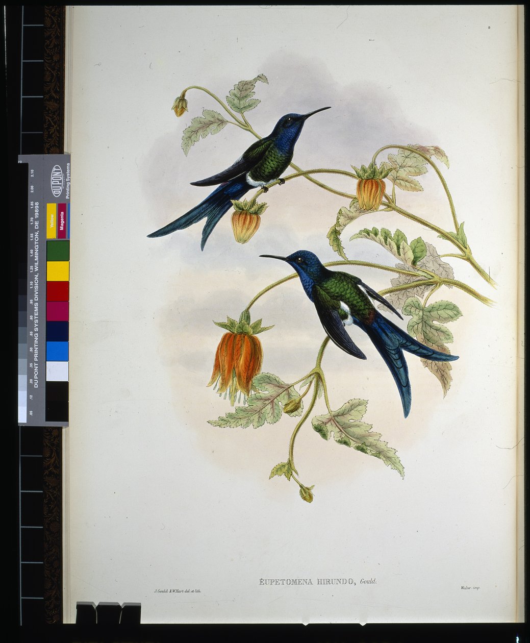 Westlicher Schwalbenschwanz (Eupetomena Hirundo) von John (after) Gould