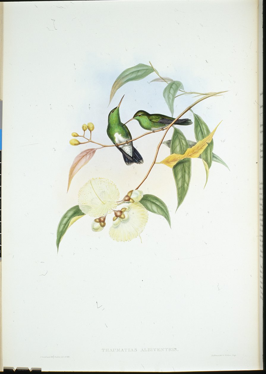 Weißbauch-Smaragd (Thaumatias Albiventris) von John (after) Gould
