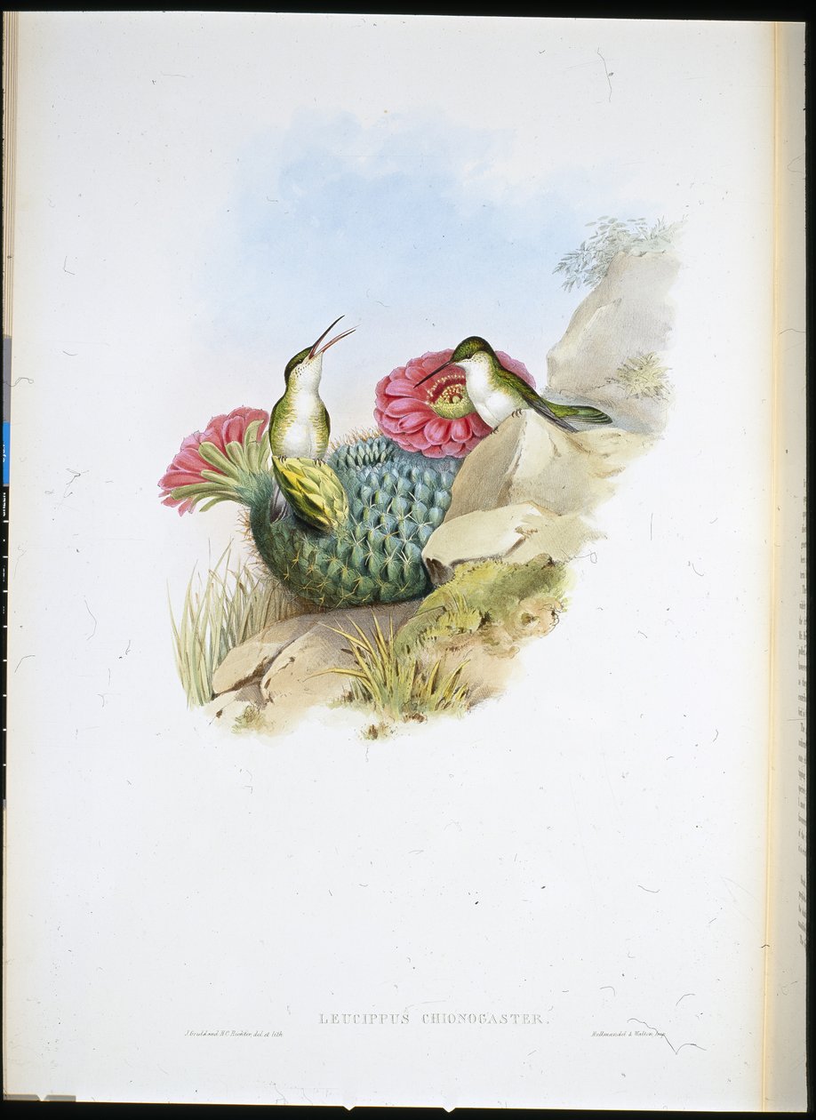 Weißbrust-Leucippus (Leucippus chionogaster) von John (after) Gould