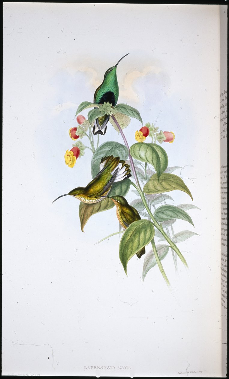 Weißschwanz-Samtbrust (Lafresnaya Gayi) von John (after) Gould