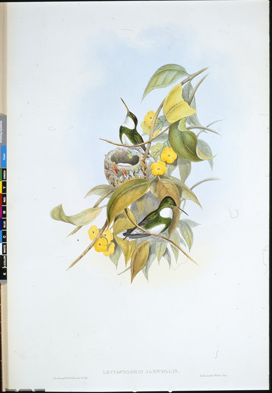 Weißkehlchen von John (after) Gould