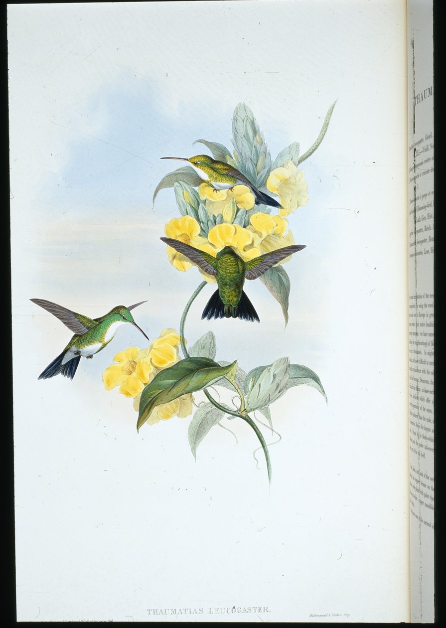 Weißkehl-Smaragd (Thaumatias Leucogaster) von John (after) Gould