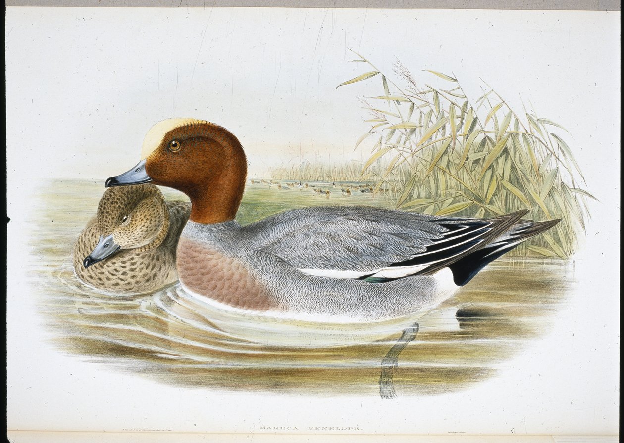 Pfeifente (Mareca Penelope) von John (after) Gould