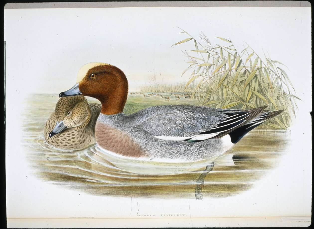 Pfeifente von John (after) Gould