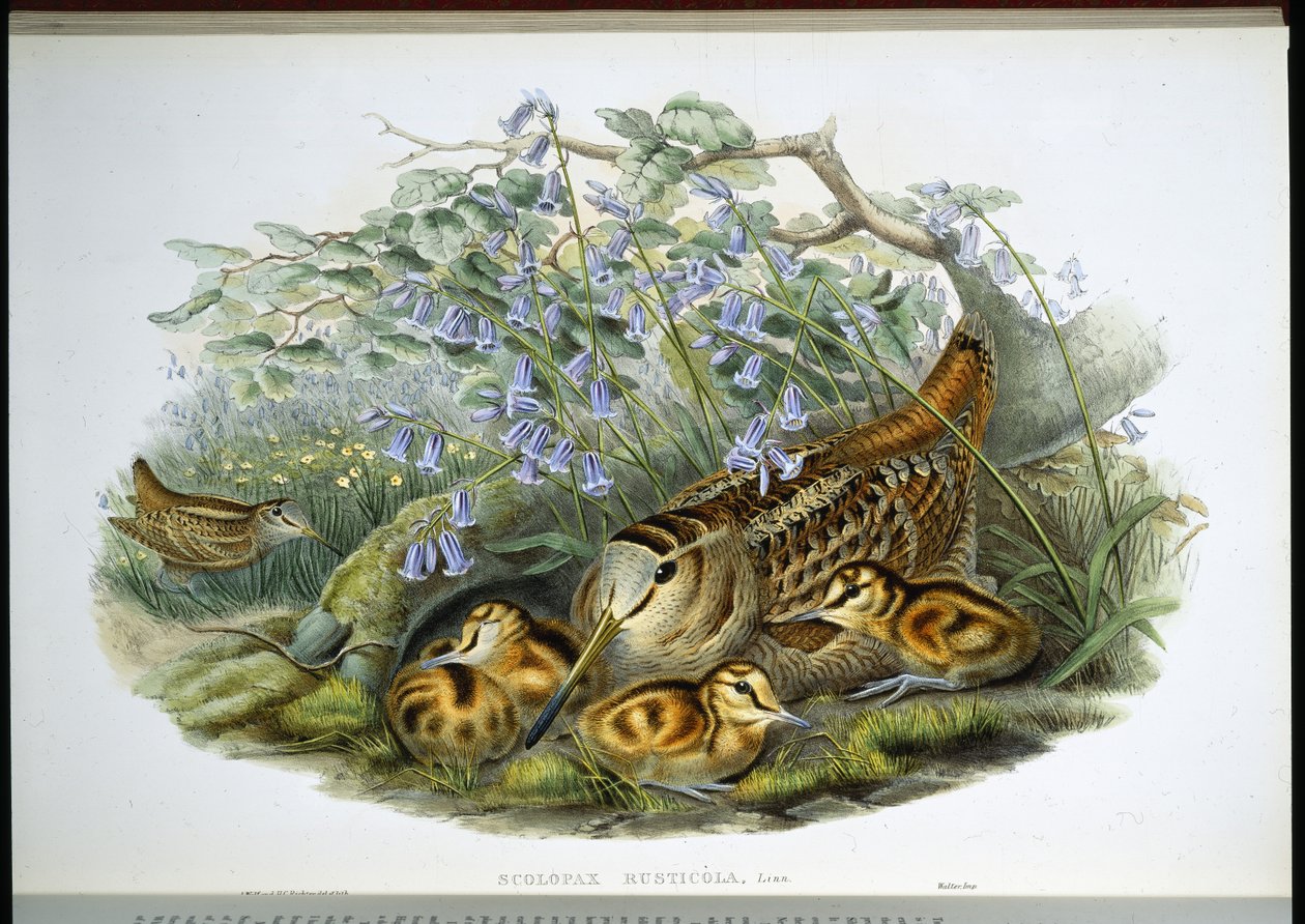 Waldschnepfe (handkolorierte Lithografie) von John (after) Gould