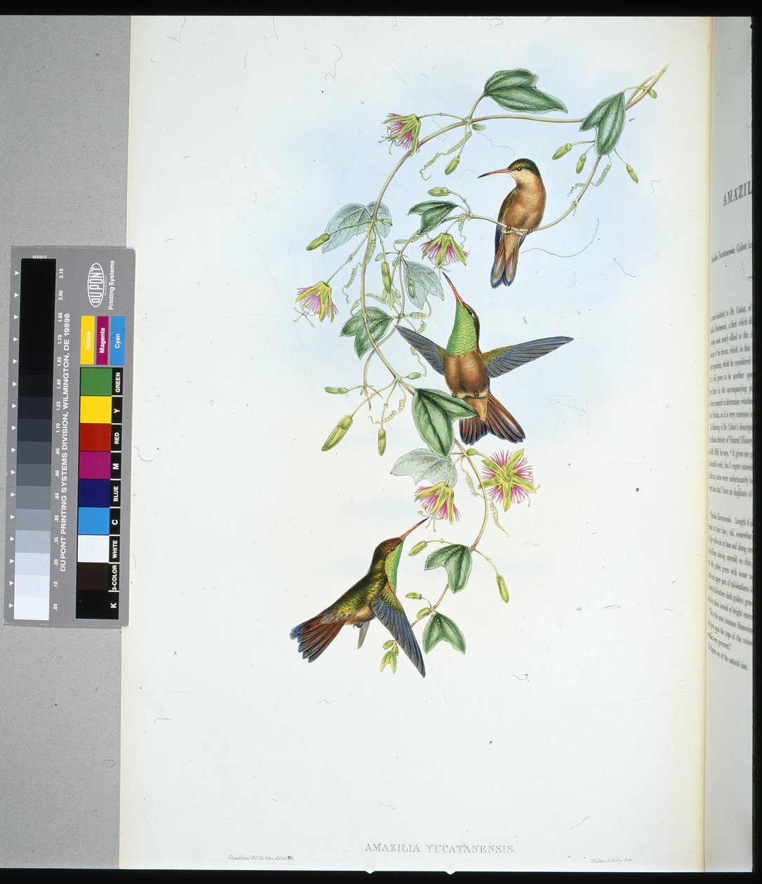 Yucatan-Amazilie (Amazilia yucatanensis) von John (after) Gould