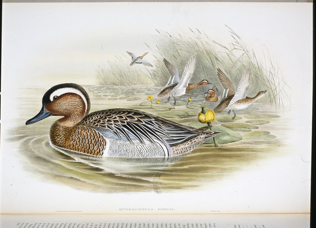 Knäkente (Querquedula circia) von John (after) Gould