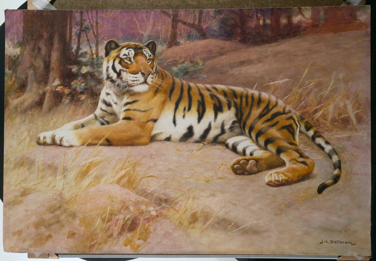 Der Tiger von John Charles Dollman