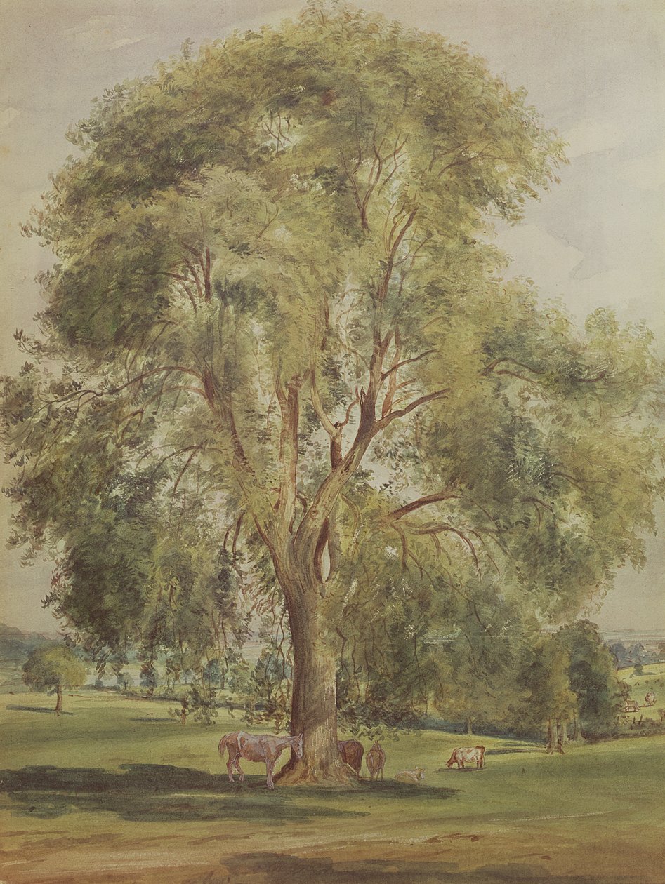 Der Baum von John Constable