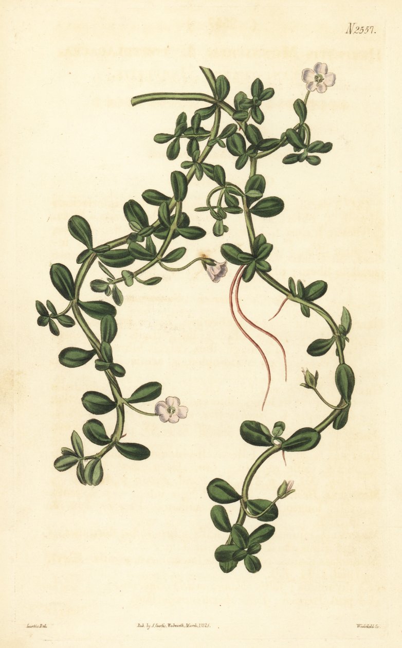 Brahmi oder Wassernabel, Bacopa monnieri von John Curtis