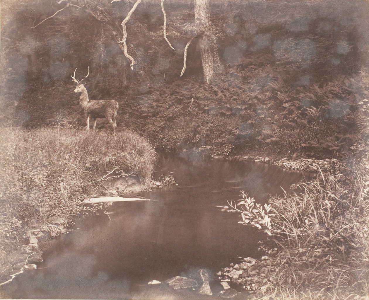 Die Lewitha, 1853-56 von John Dillwyn Llewelyn