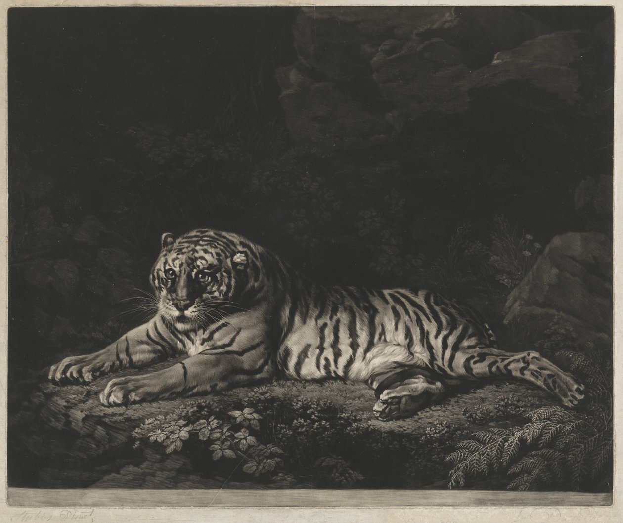 Eine Tigerin von John Dixon after George Stubbs
