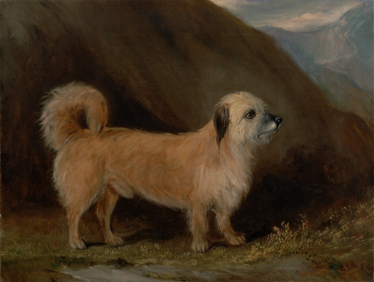 Ein Dandie Dinmont Terrier von John E. Ferneley