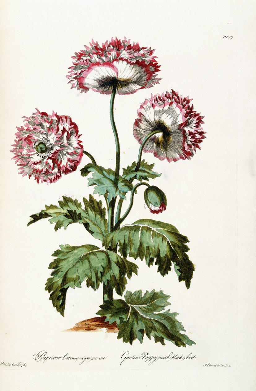 Gartenmohn mit schwarzen Samen, 1769 von John Edwards