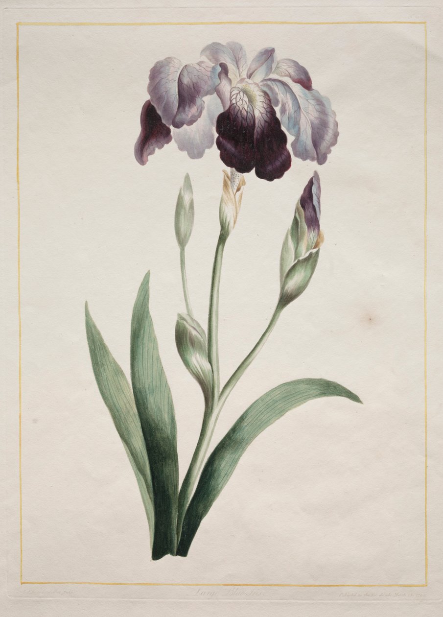 Japanische Iris Große Blaue Iris, 1801 von John Edwards