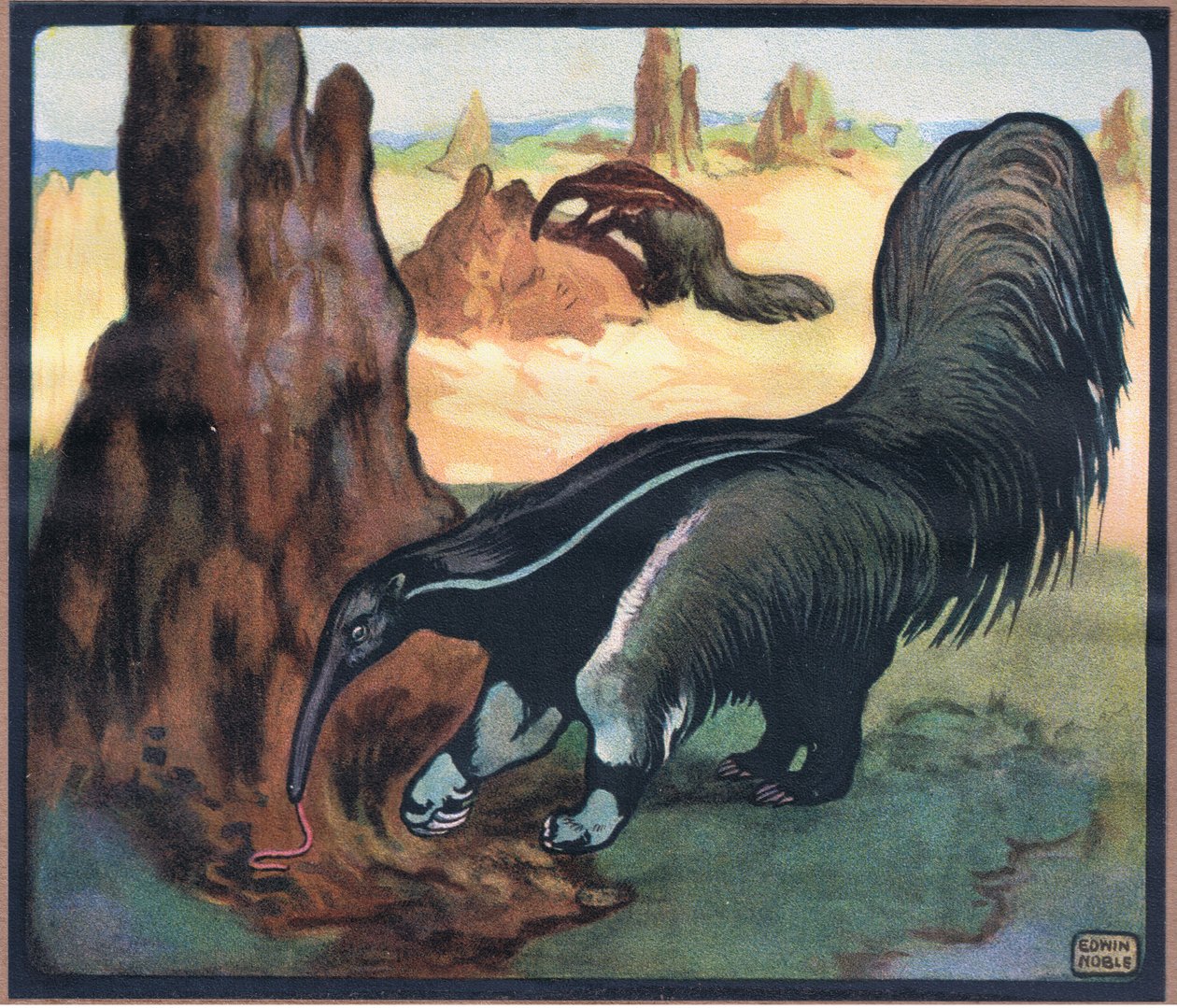Ameisenbär von John Edwin Noble