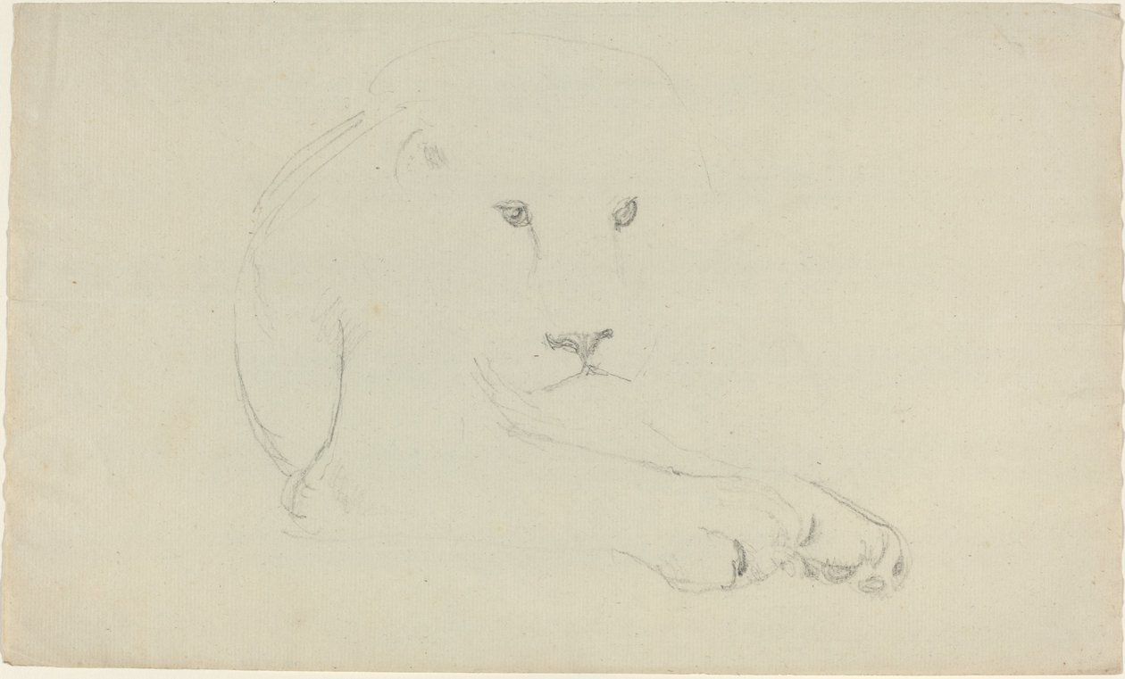 Löwe von John Flaxman