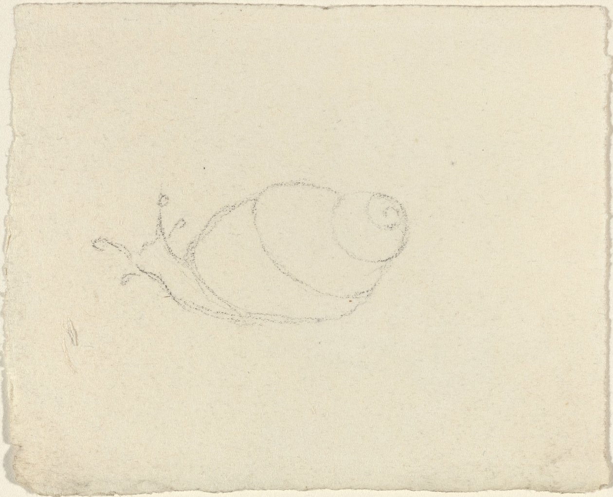 Schnecken (recto und verso) von John Flaxman