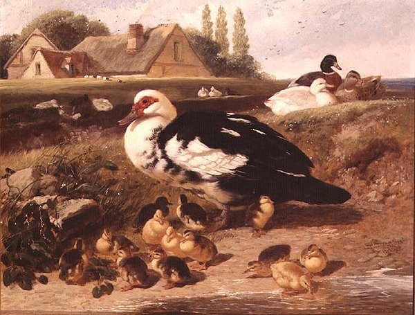 Enten und Entenküken von John Frederick Herring Jnr