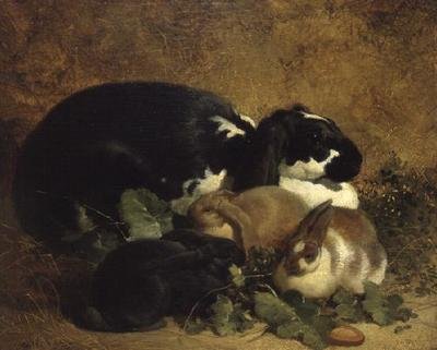 Kaninchen von John Frederick Herring Senior