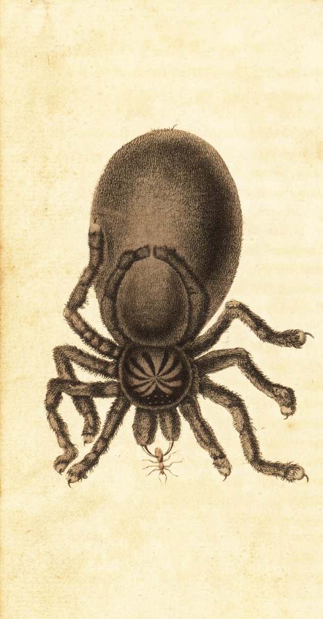 Rosa Zehenspinne, Avicularia avicularia von John Gabriel Stedman