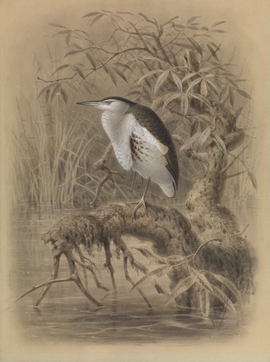 Zwergdommel, Ixobrychus minutus von John Gerrard Keulemans