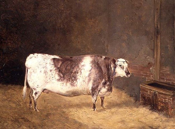Shorthorn-Kuh von John Goode