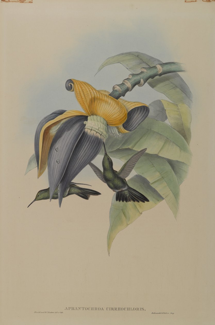 Aphantochroa Cirrhochloris: Sombre Kolibri von John Gould