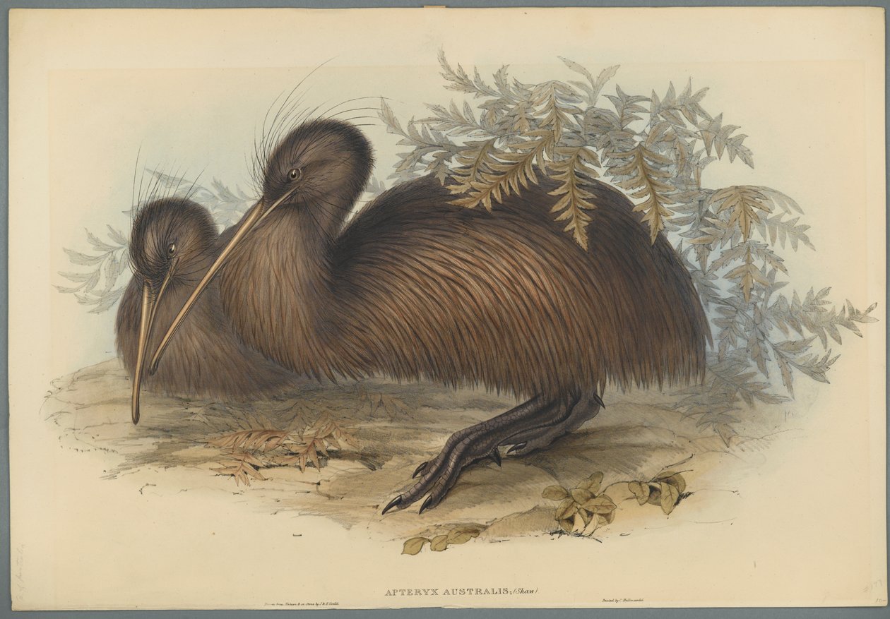 Apteryx Australis von John Gould