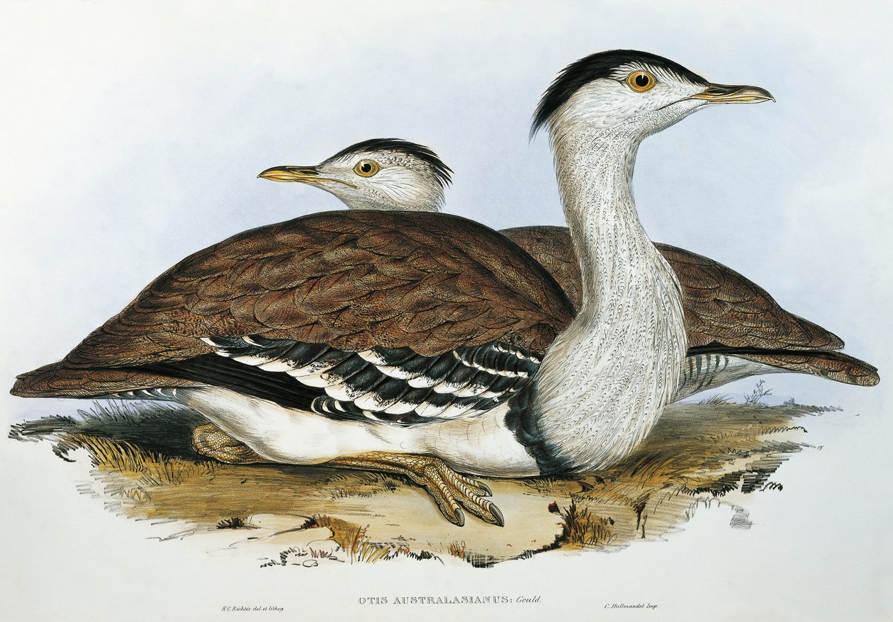 Australischer Trappe von John Gould