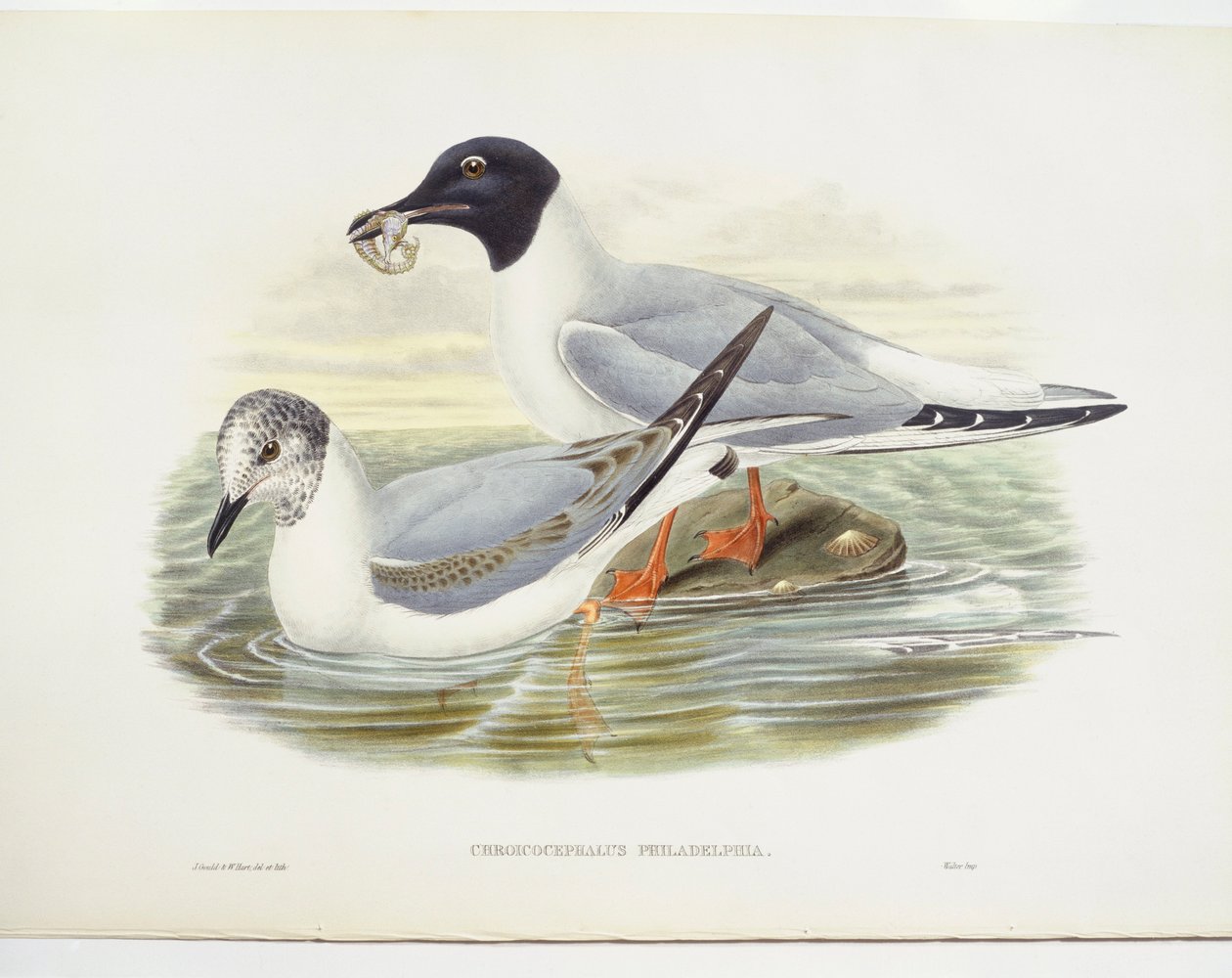 Bonapartemöwe (Larus philadelphia) von John Gould